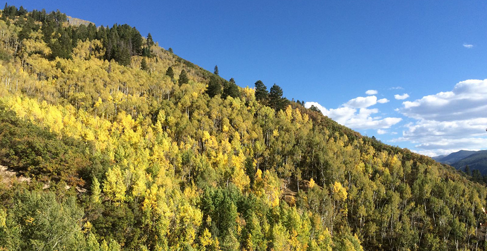 Aspen Fall | Aspen Leaf Peeping