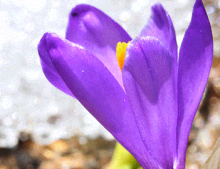flower blooming in spring
