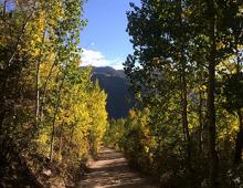Leaf Peeping Aspen